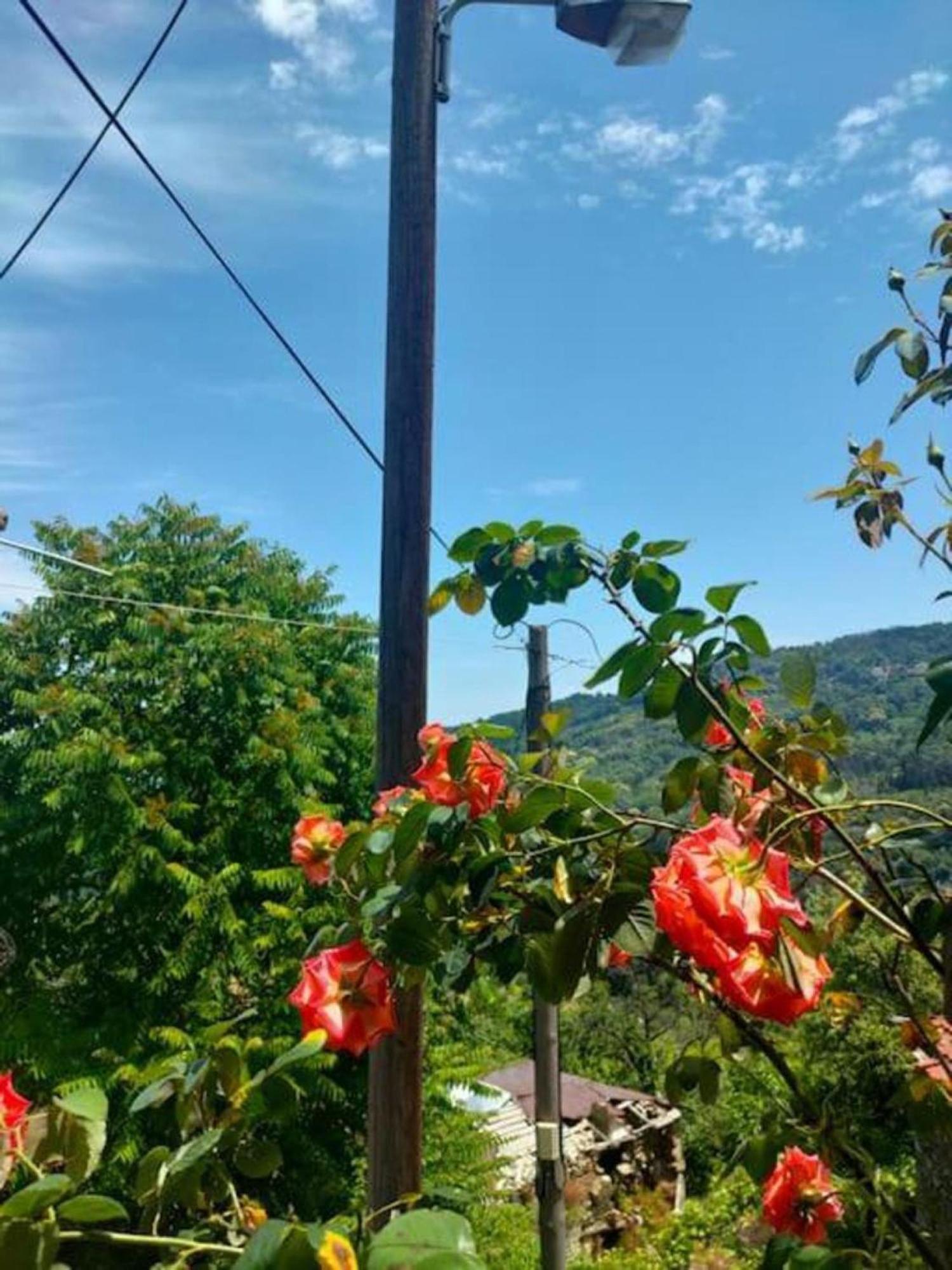Hara'S House Pelion Daire Makrirrákhi Dış mekan fotoğraf