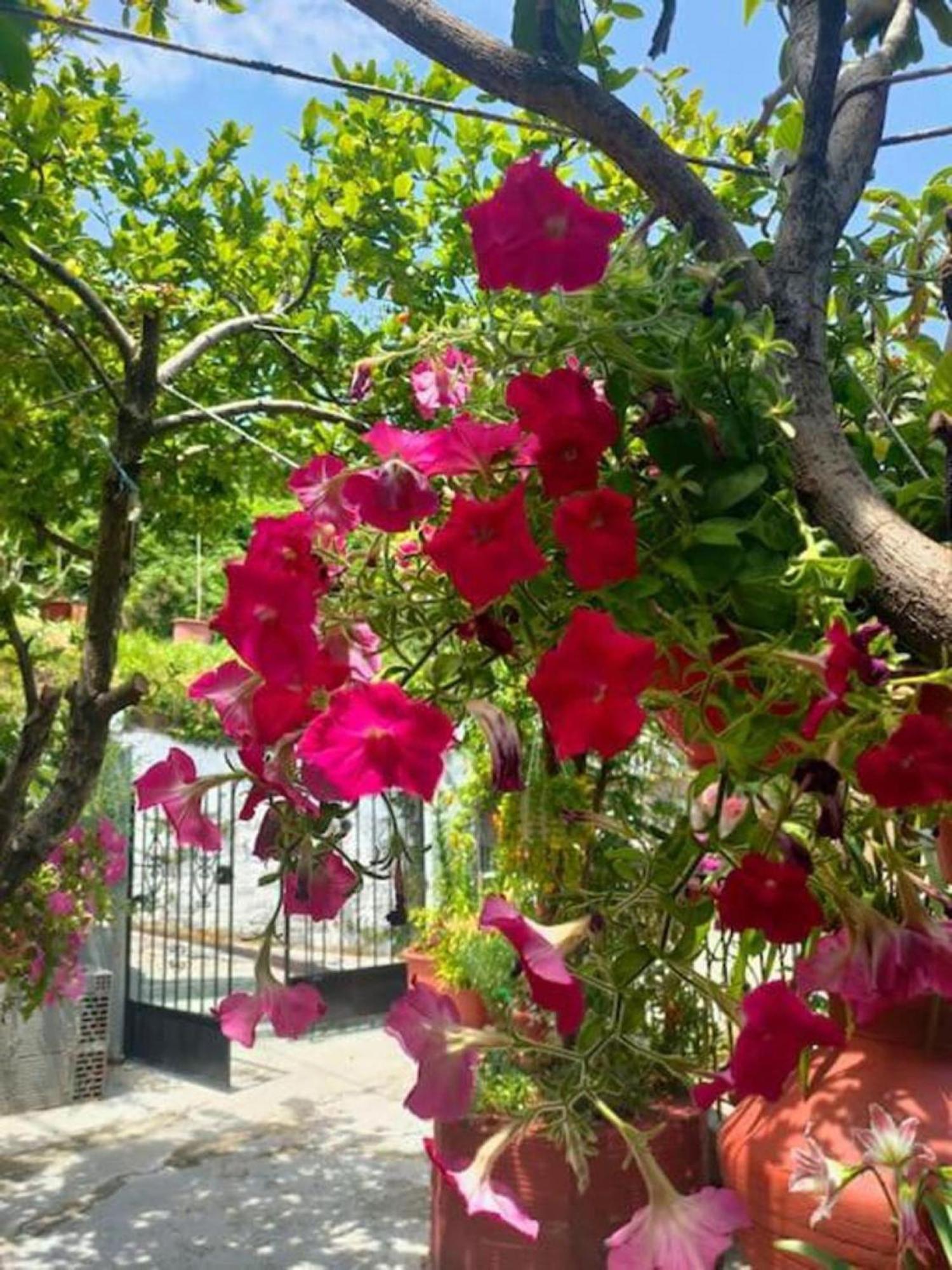 Hara'S House Pelion Daire Makrirrákhi Dış mekan fotoğraf